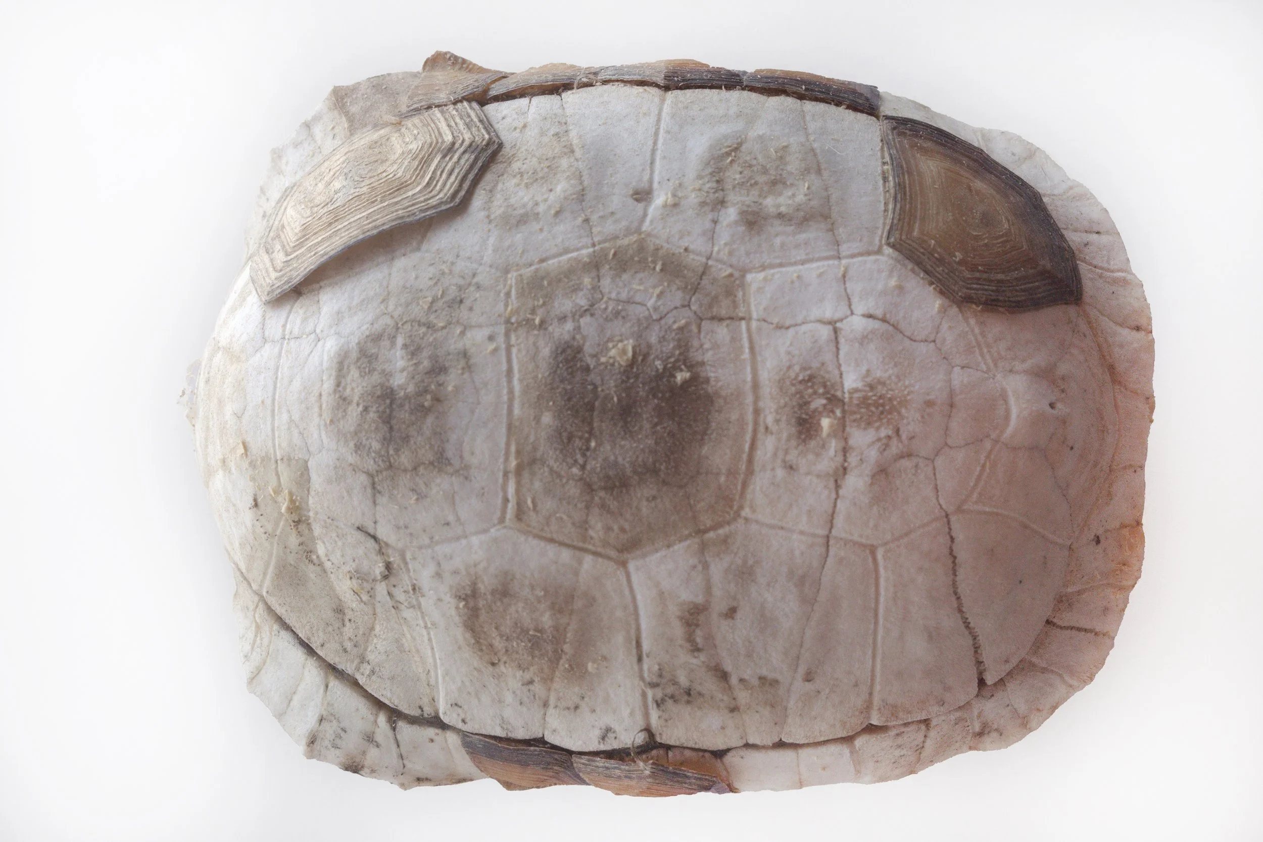 Turtle Shell