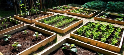 Photo courtesy of Veggiegardener.com