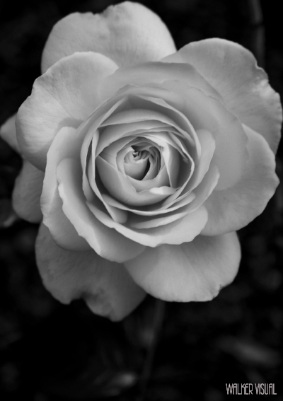 Image courtesy of Walker Visual