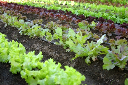 Photo Courtesy of vegetable-gardening-made-easy.com
