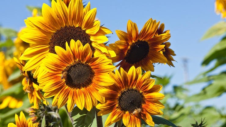 Photo courtesy of rodalesorganiclife.com