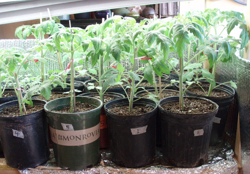 Photo courtesy of giantveggiegardener.com