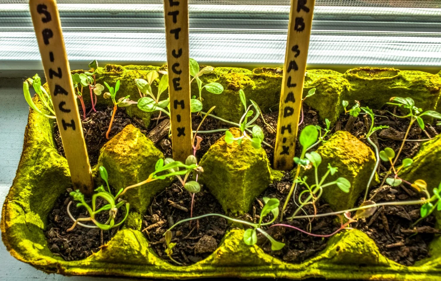 Pop+Up+Produce+Garden Seed Starter Progress-4.jpg