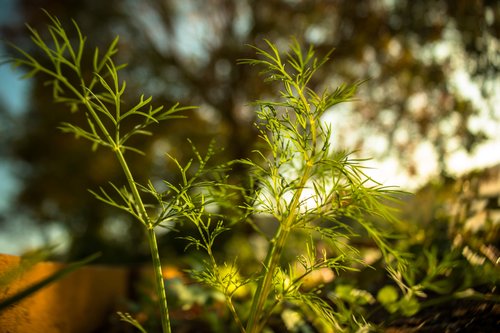 Pop_Up_Produce_Product_Growing-3_21a11598b1045dde2227c2049b44e21c.jpg