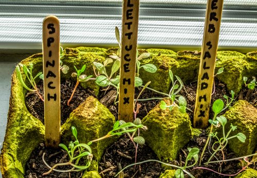 Pop_Up_Produce_Progress-7_5891671ac8d6878e86f0f3b5e9b0c6d8.jpg