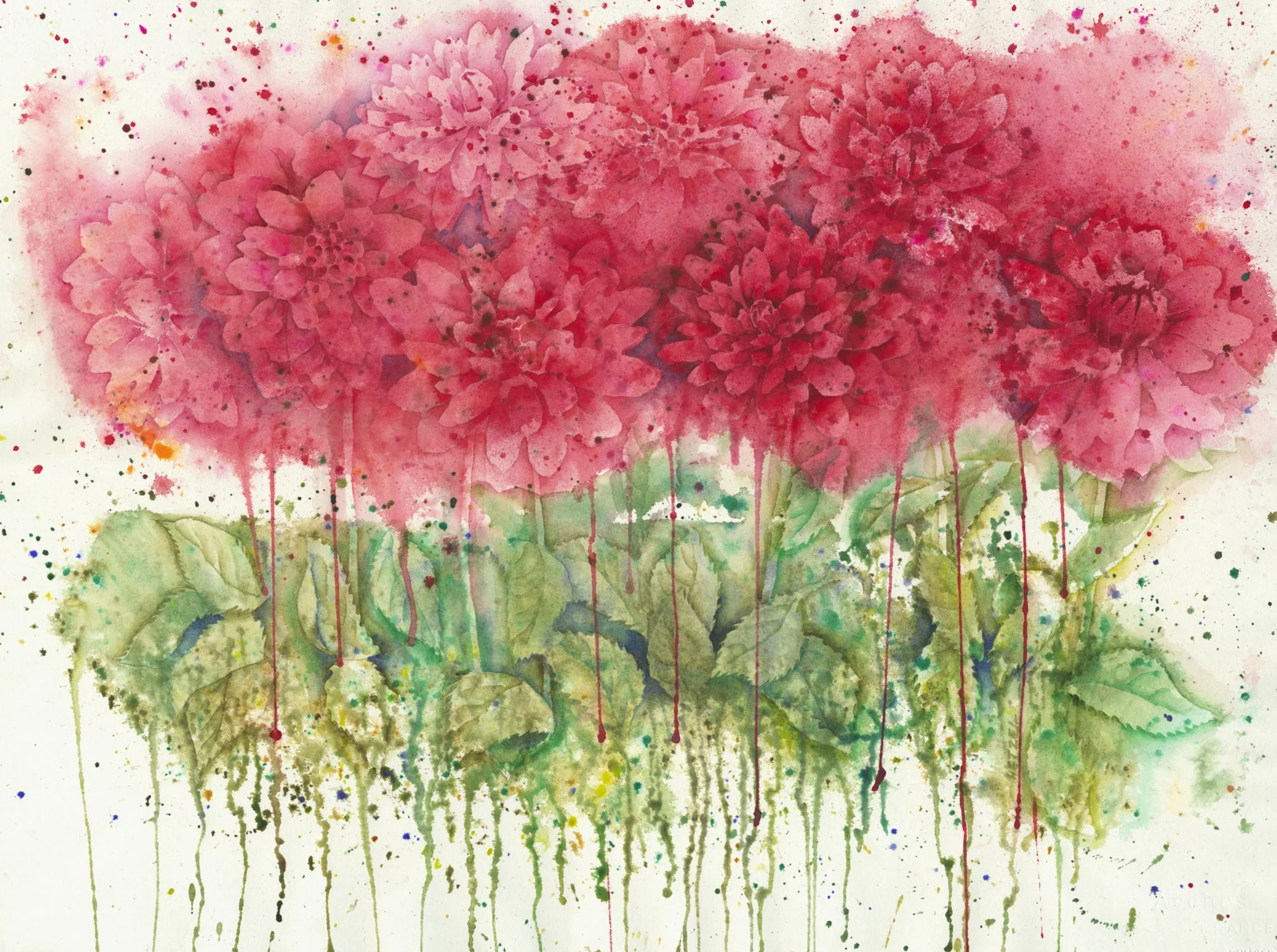 Dahlia Stems