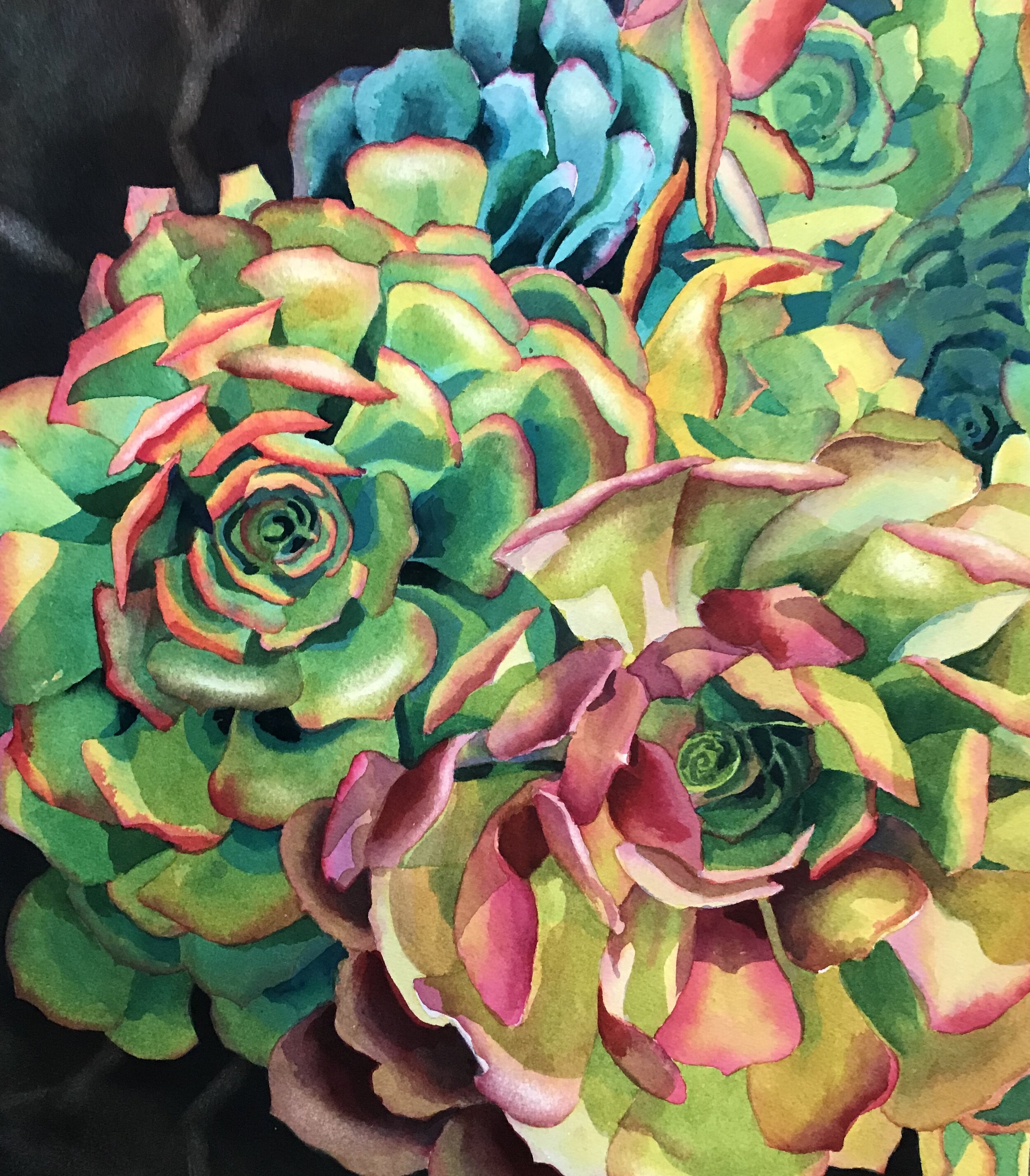 Succulents