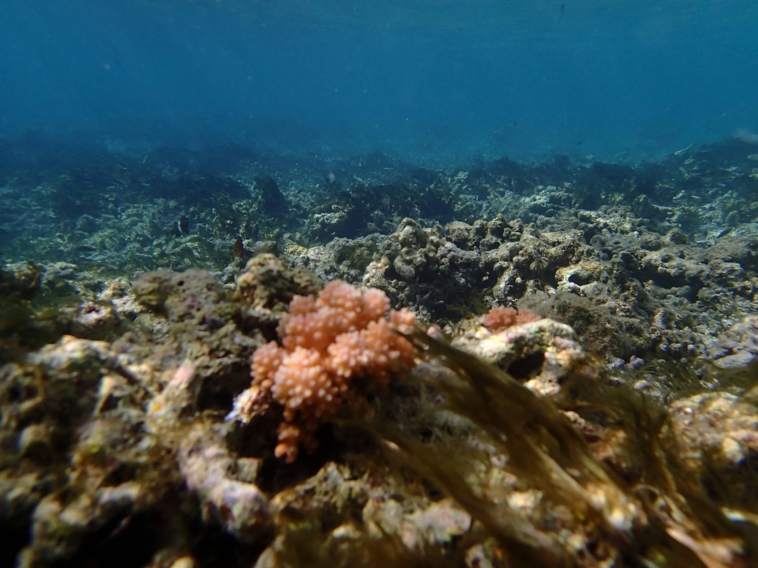  Algae Growth in Wotho Atoll 