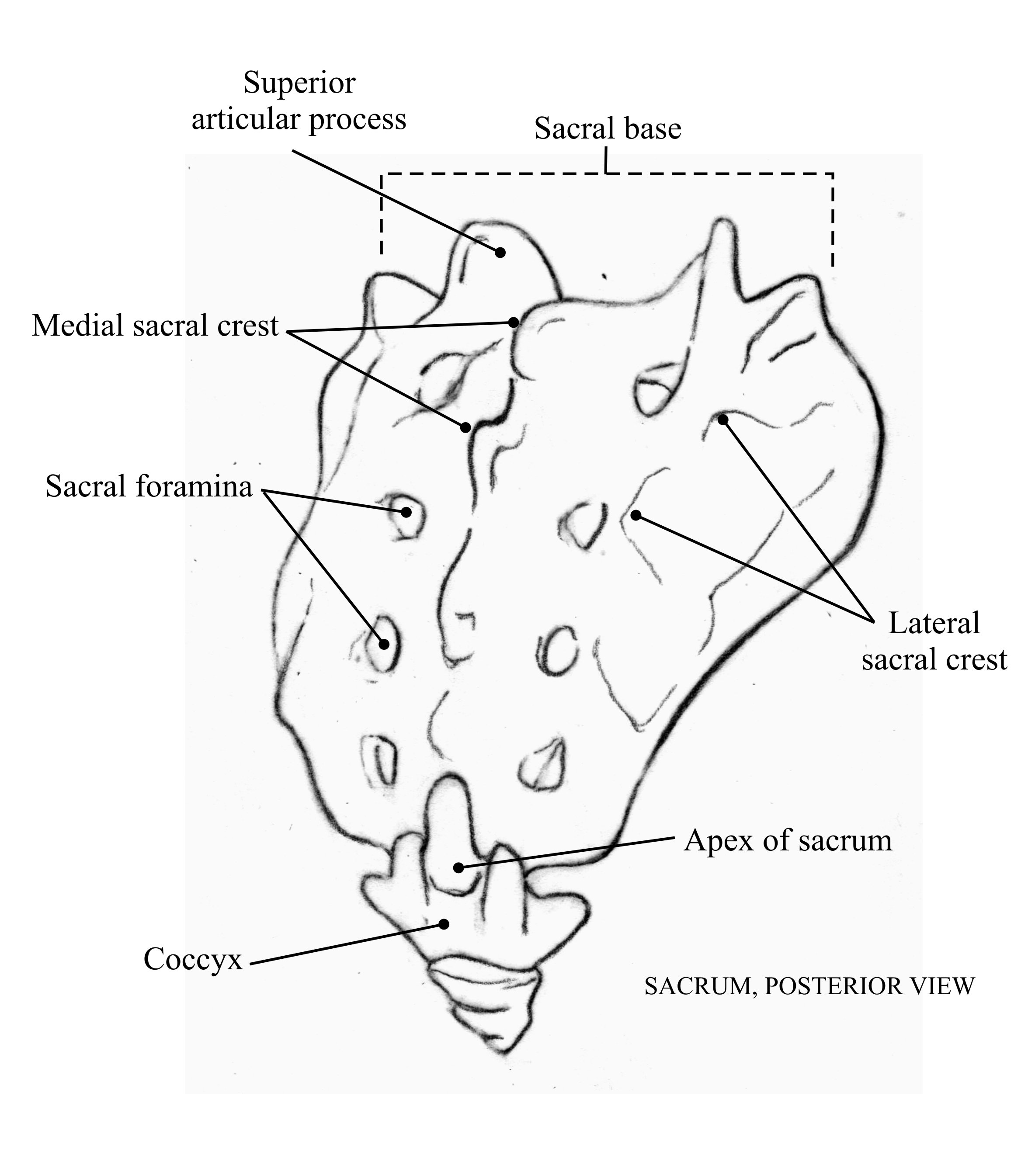 Sacrum Posterior View copy.jpeg