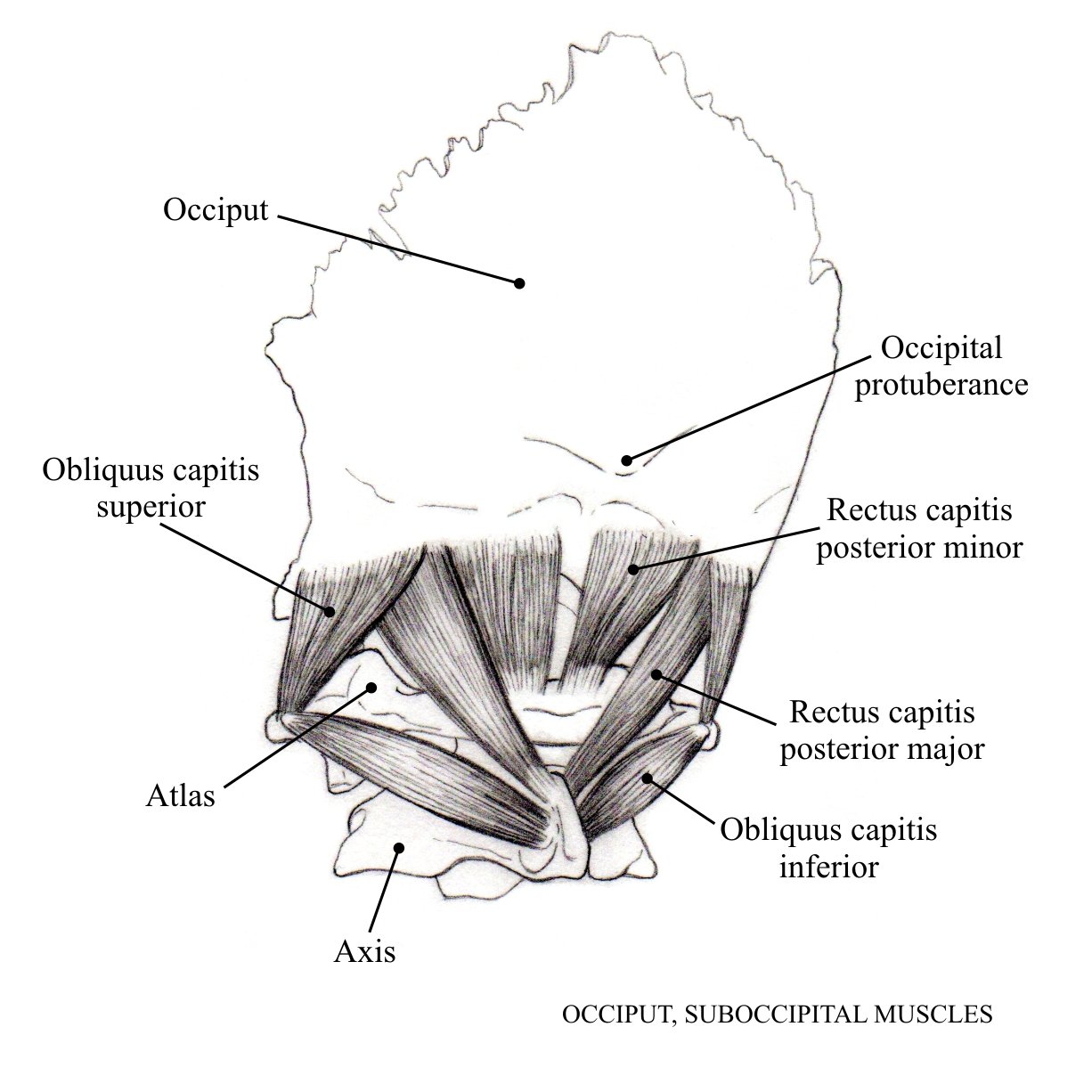 Suboccipital muscles Revised copy.jpeg