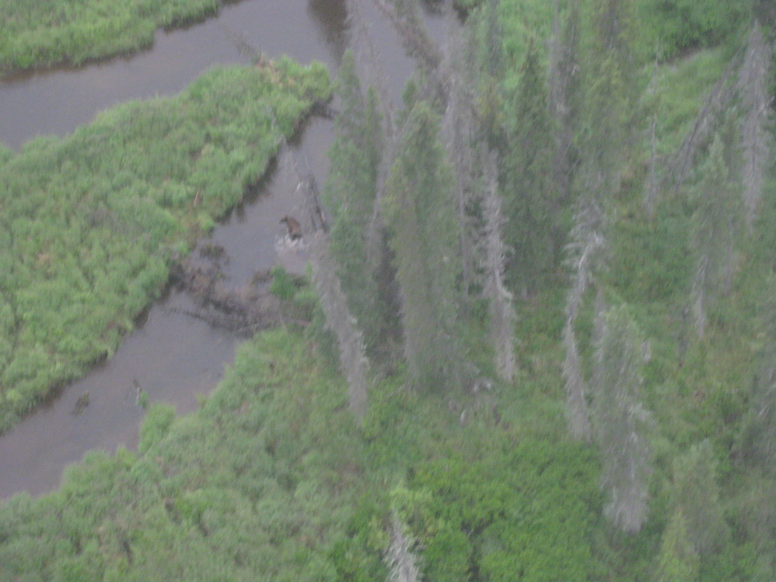 Grizzly bear as seen from a Supercub.
