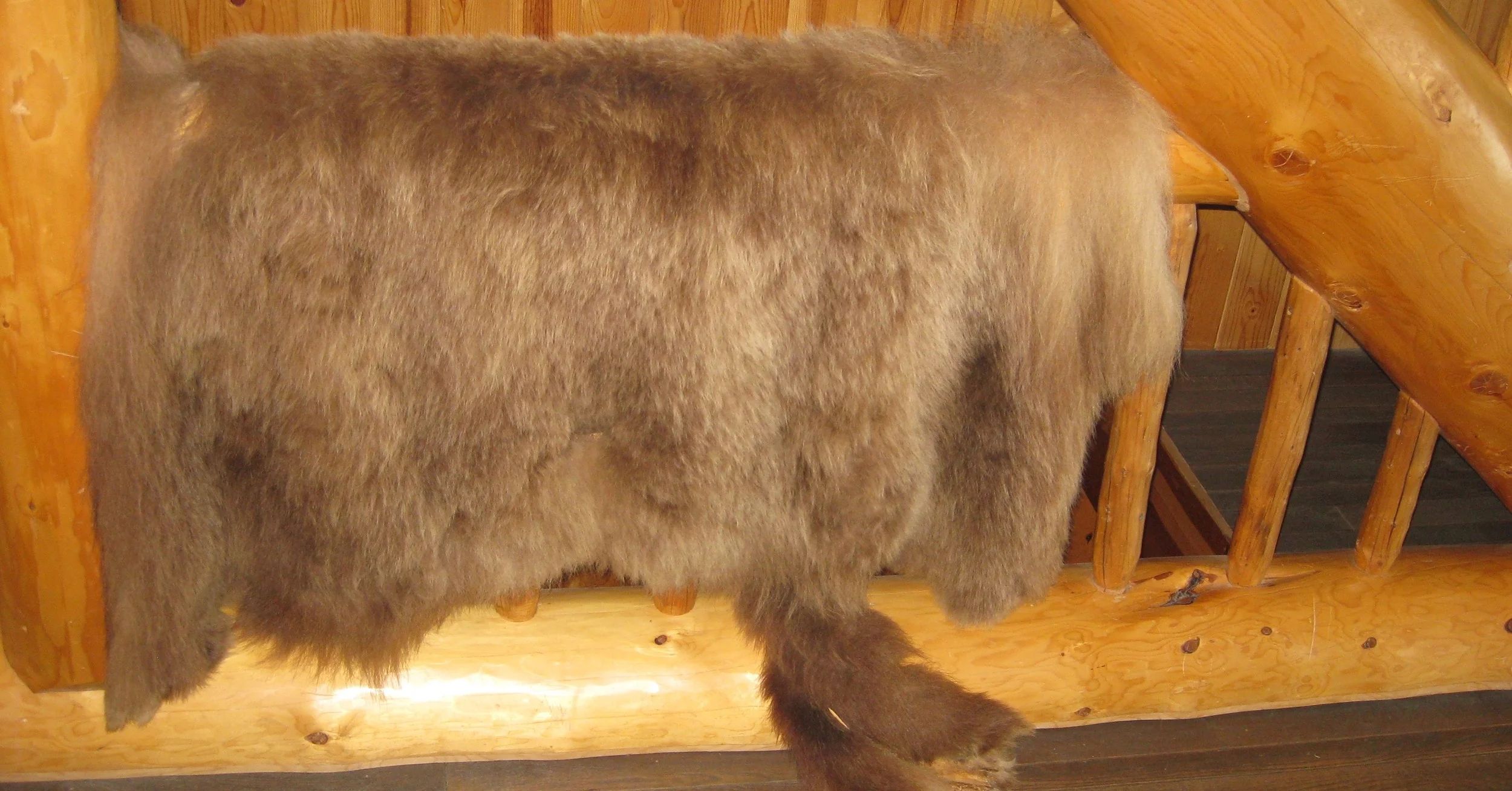 When bush pilot Guff Sherman was 25 years old, he killed this Kenai Peninsula brown bear as it attacked him. The bear was 28 years old, and the average brown bear lives to 12 years. The skull scores 26.25" and the hide squares out to 9-foot, 3-inches.