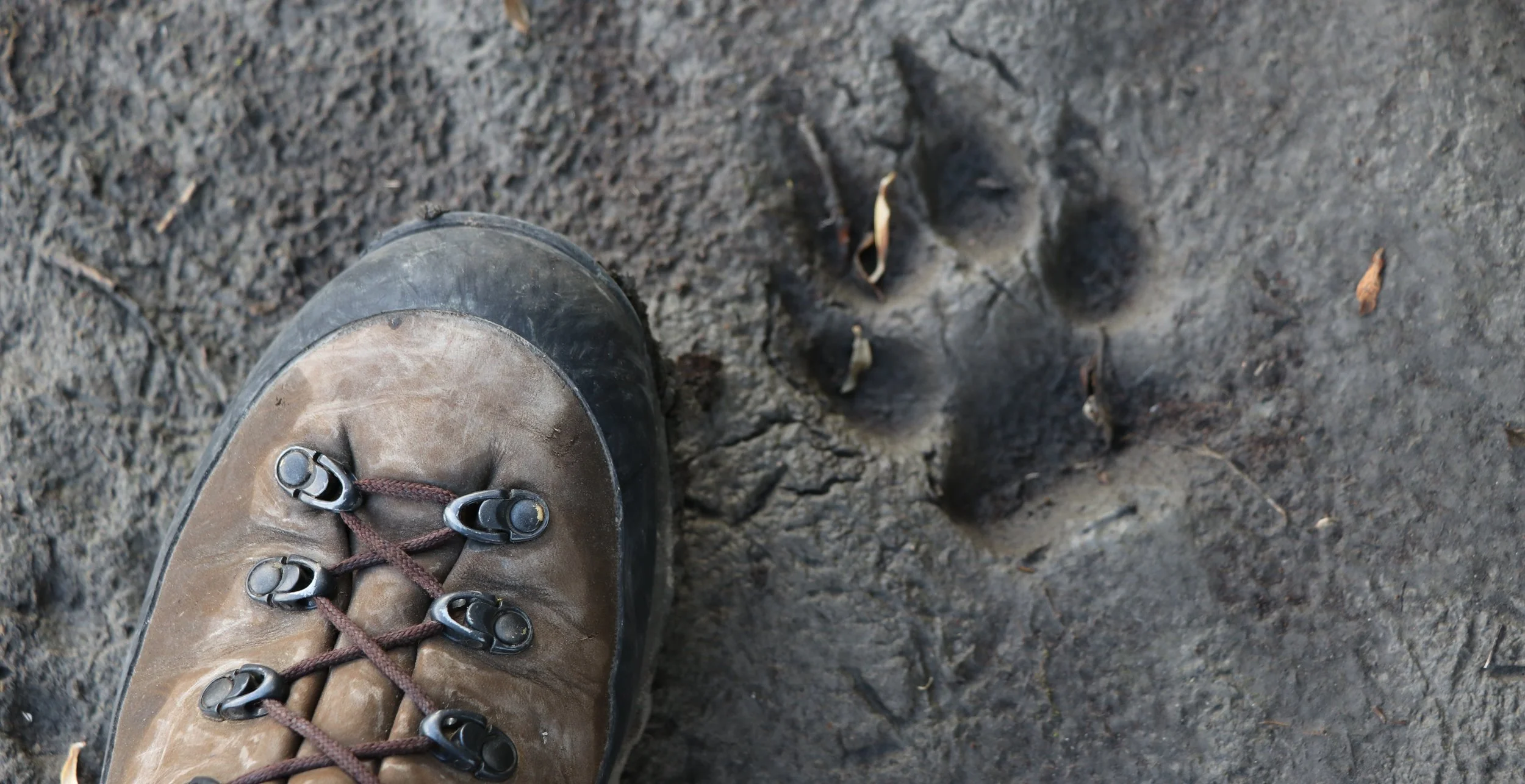 Good boots stay comfortable wet or dry. Here's my damp foot next to a wolf print.