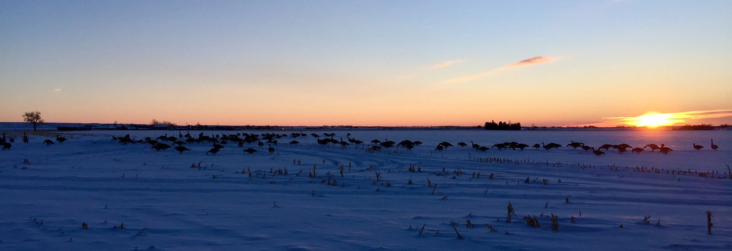 A view of the decoy spread - the pit is hidden in the concentration of full bodies on the left side of the spread...