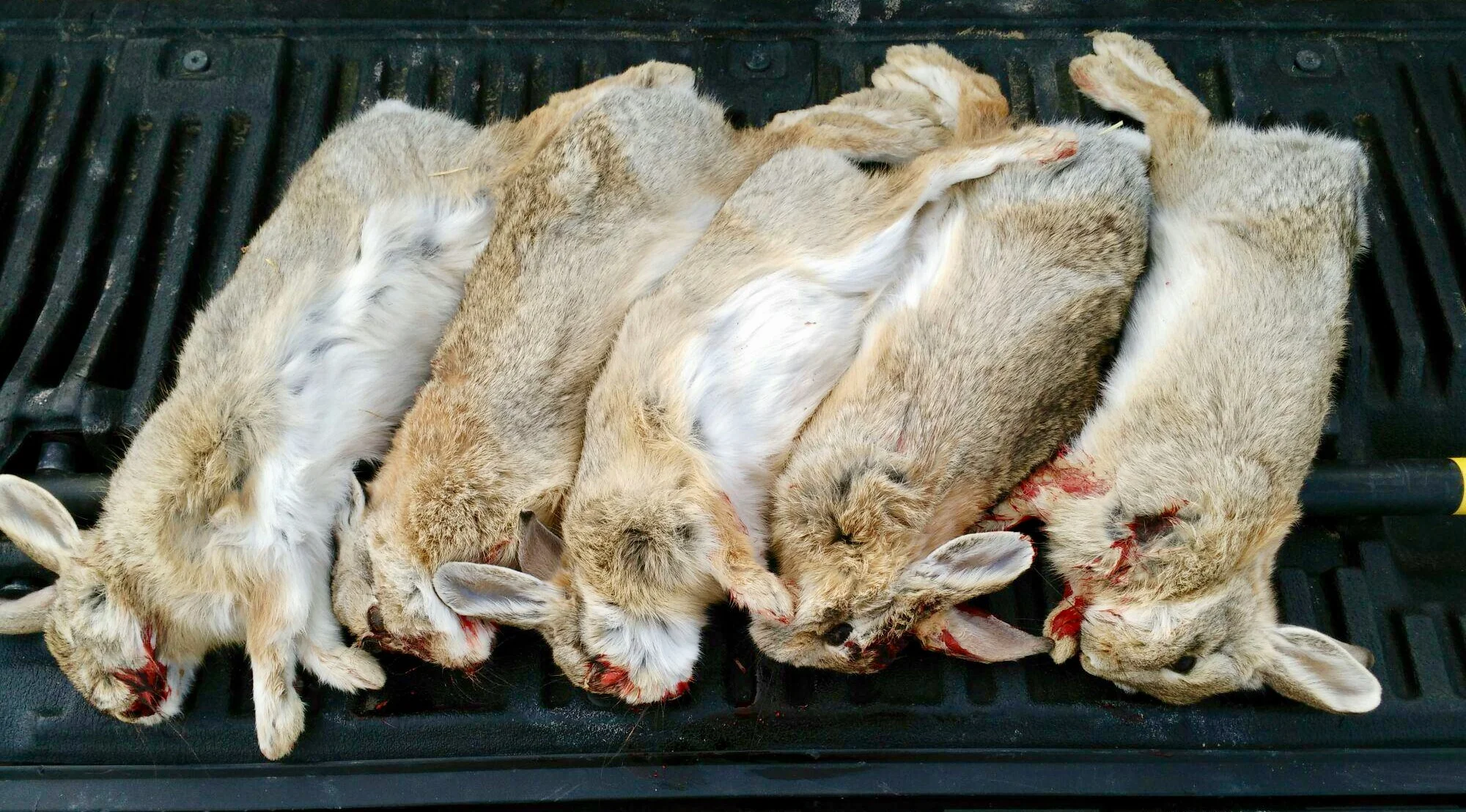 These should cook up nicely!