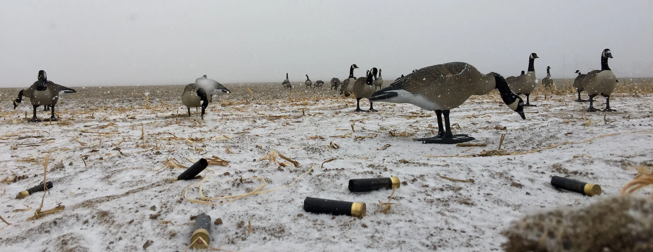 Wyoming Waterfowl: Fact or Fiction?