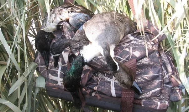 We bagged several nice drakes on the first hunt, including my first pintail