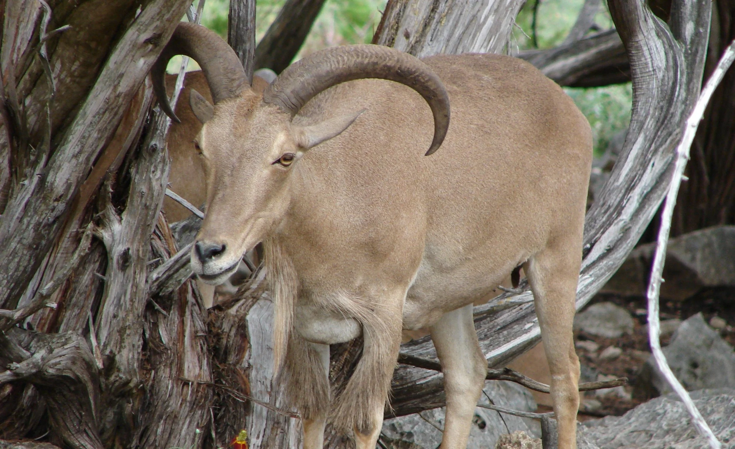 A Barbary ewe