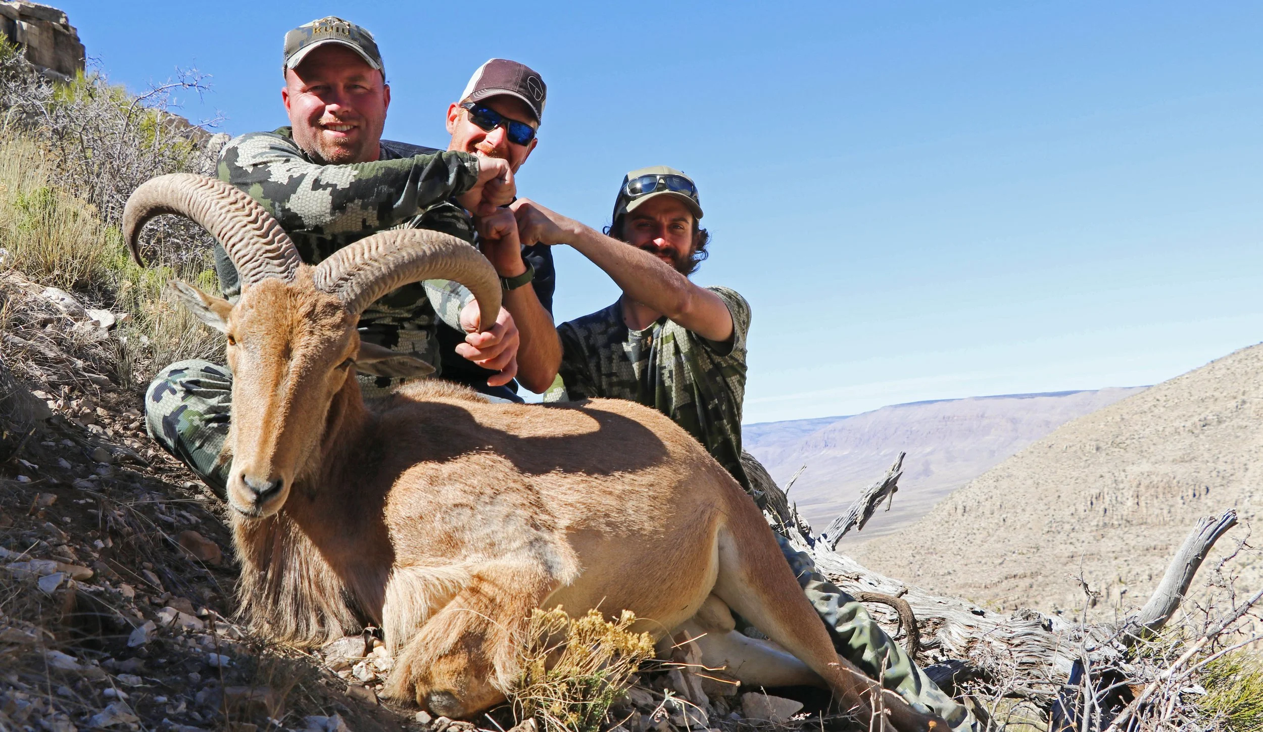 Success on a public land, DIY Barbary Sheep.