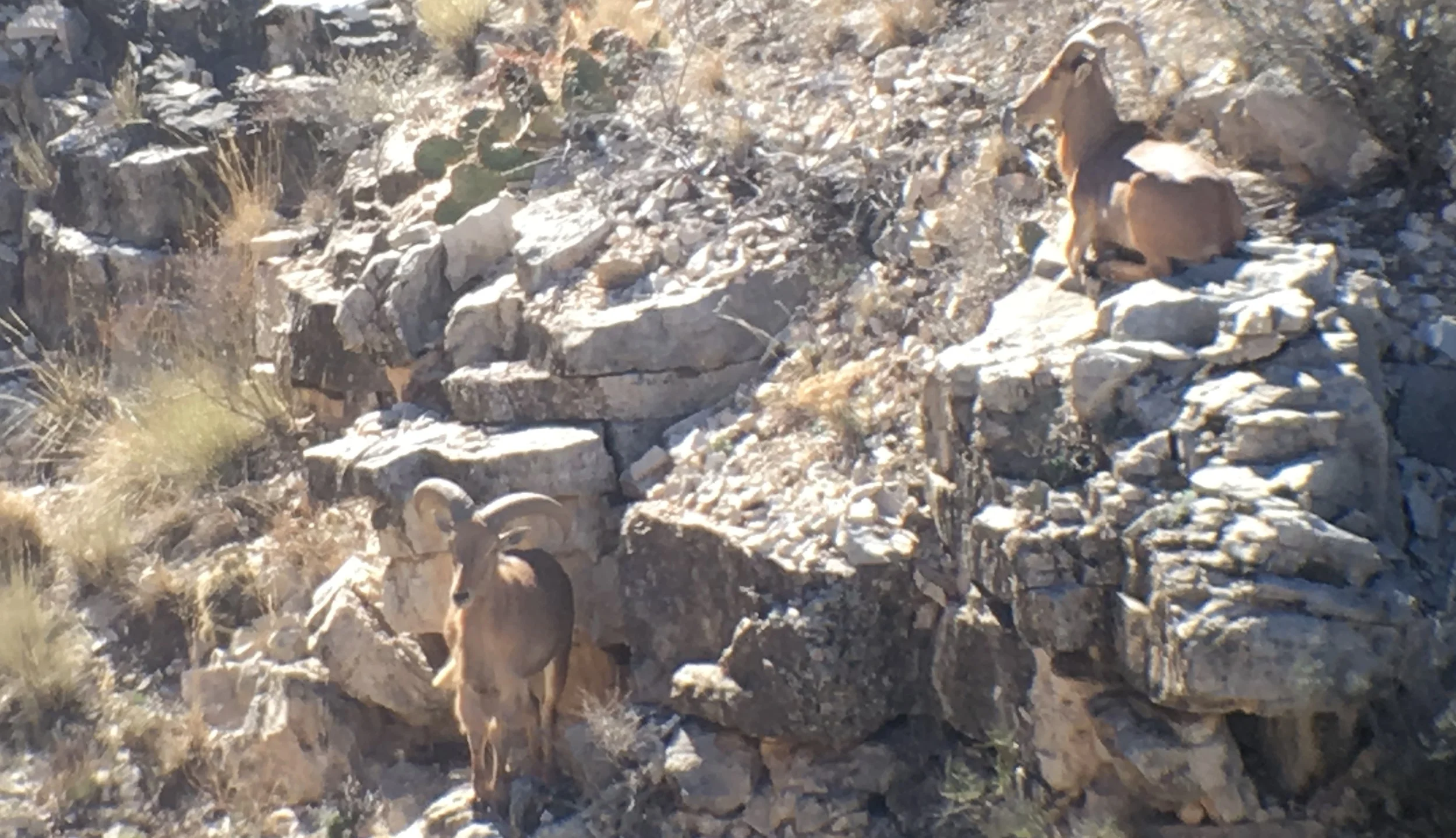 A PhoneScope shot (iPhone 6 and Vortex Razor HD 22-48 x65) shows the lower ram.