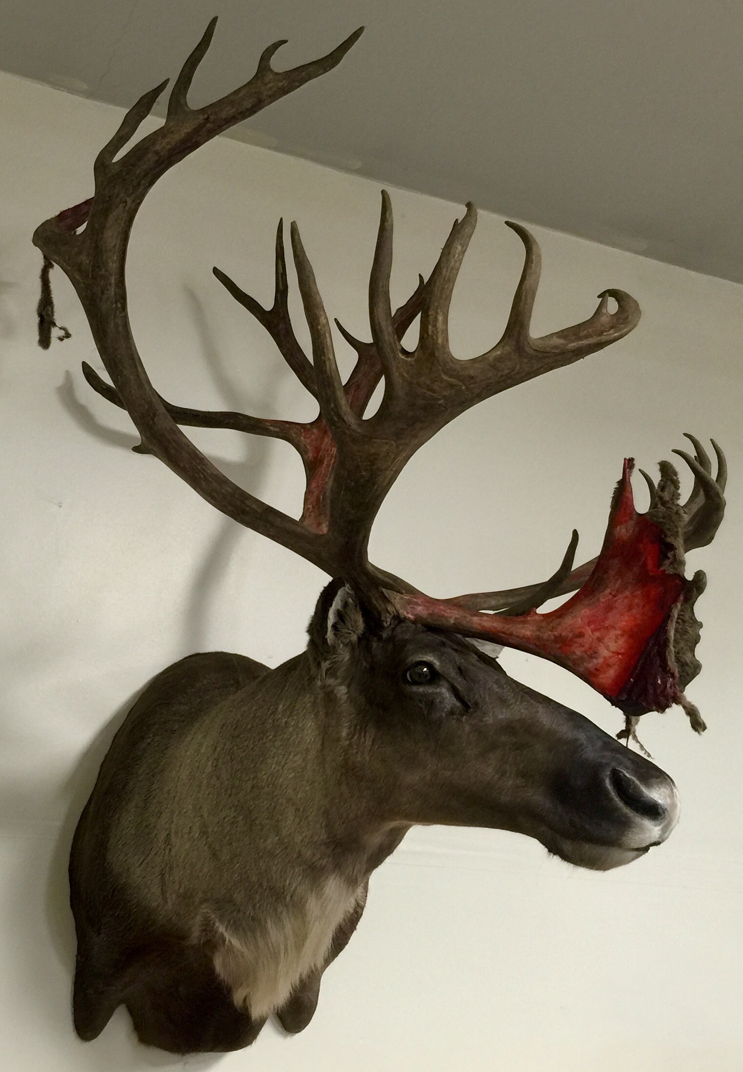 I asked the taxidermist to make it look exactly like he did in the field - blood & velvet and all!