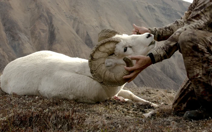 The first moment I laid hands on my ram.