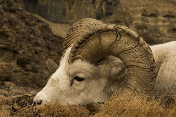 This ram is more than a set of horns.