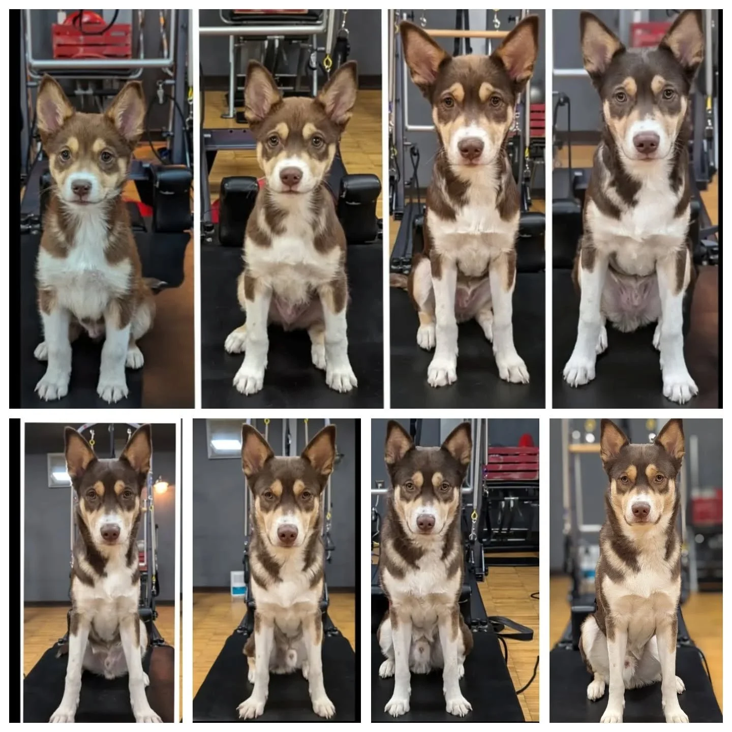 🧁I never posted Stark's one year growth pic! Here it is. He turned 1 at the end of January. Now he's already 1.25 years old 🥳 and 55 lbs. AND last week was his one year adoption anniversary! Time flies. He's been the greatest Pilates puppy mascot f