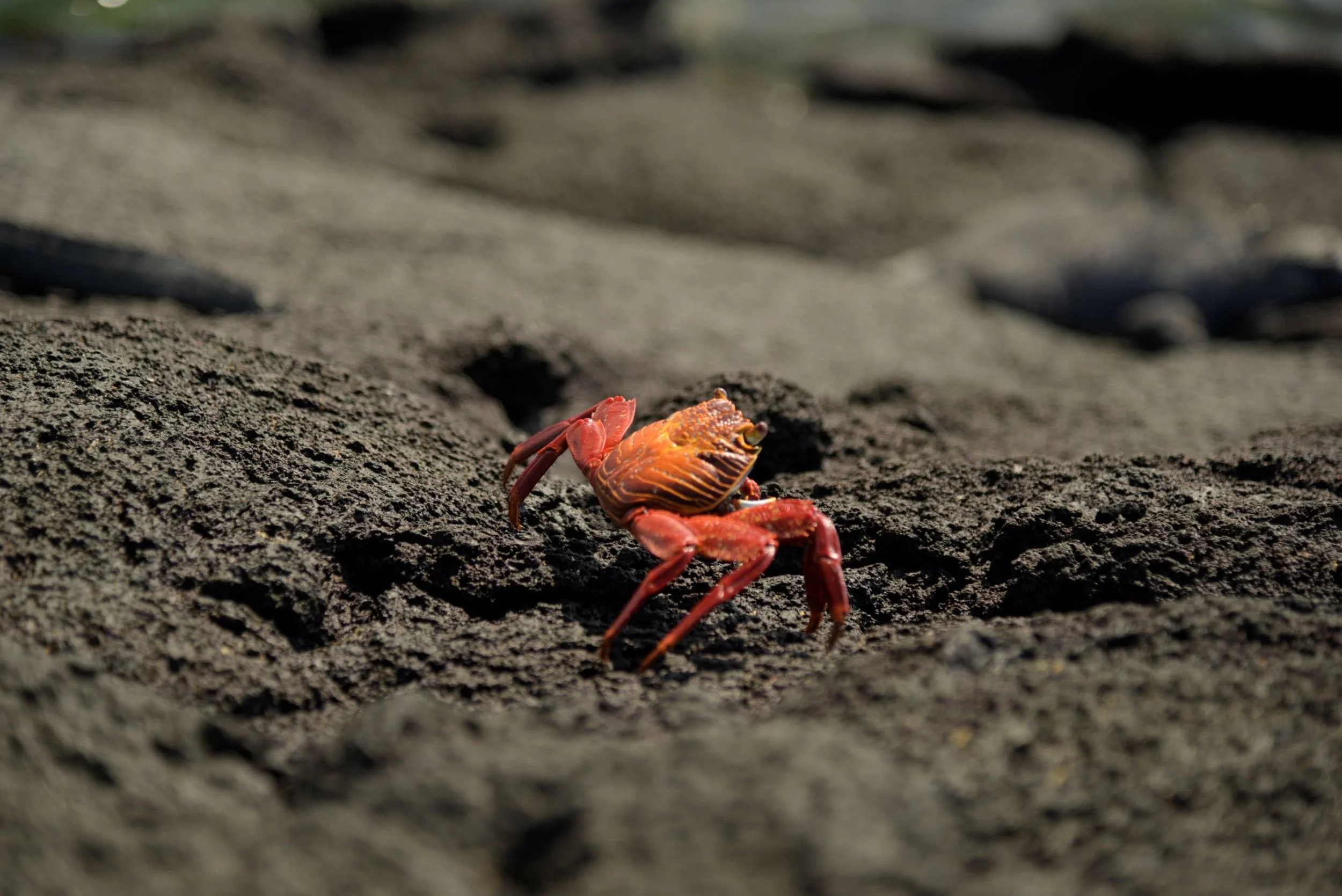 GALAPAGOS - Red Crab UPLOAD -_BRD3066 Email.JPG