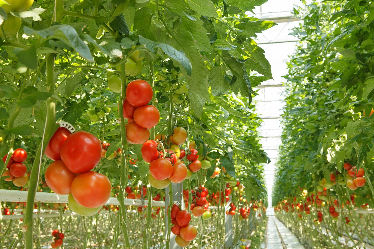 TOMATOES