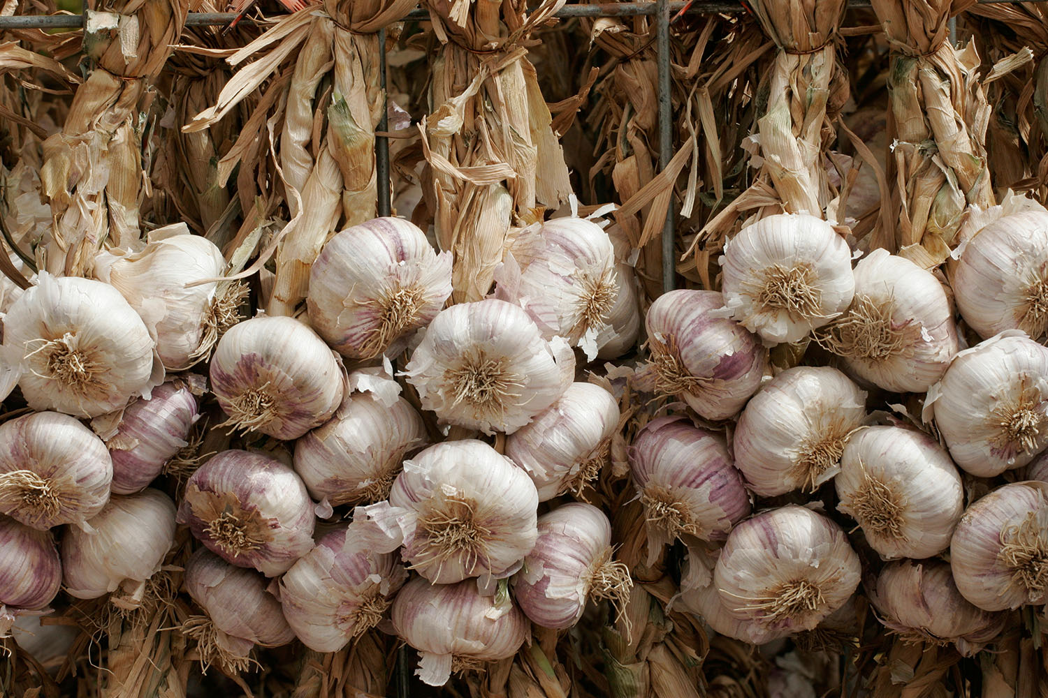 garlic1.jpg