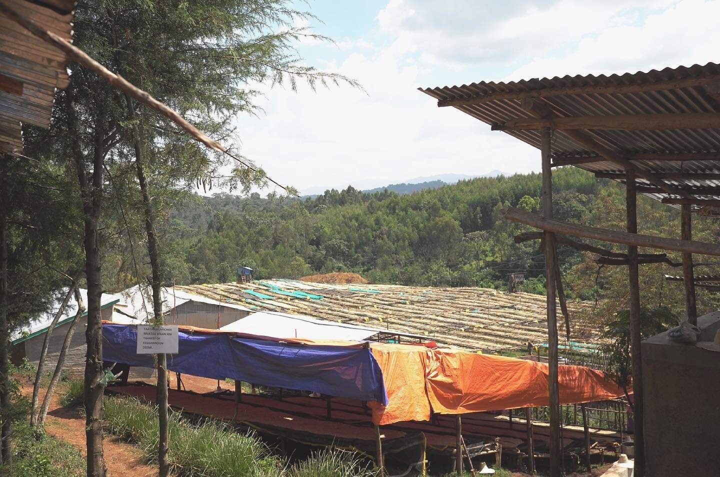 Dropping something fresh and bright from Western Ethiopia onto the menu today 👀 2021 harvest from the Nano Challa station in Agaro, Jimma.
.
Part of the Kata Muduga Union, Nano Challa produces some of the sparkliest, liveliest coffees around. The Un