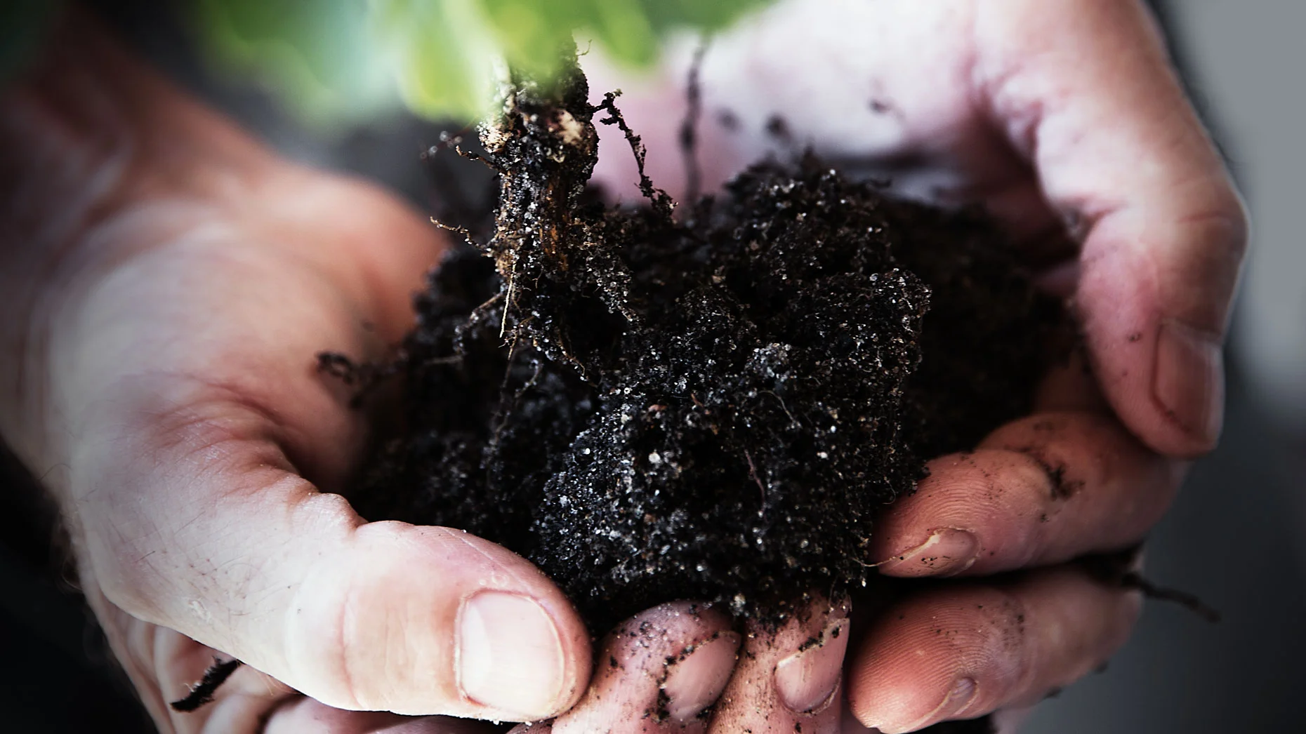 A TOAST #soil #dirt #hands #palms #seedling #roots #gift #present #SophiaTerraZiva