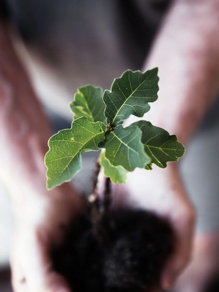 A TOAST #oak #tree #seedling #soil #dirt #roots #hands #palms #birthday #present #gift #SophiaTerraZiva