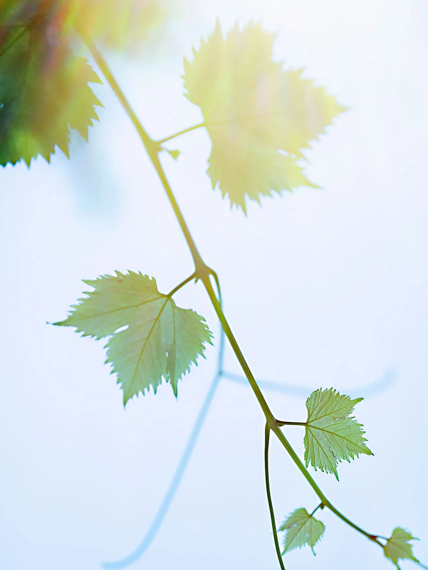 A TOAST 01 #grape #vines #sun #flare #hot #summer #sky
