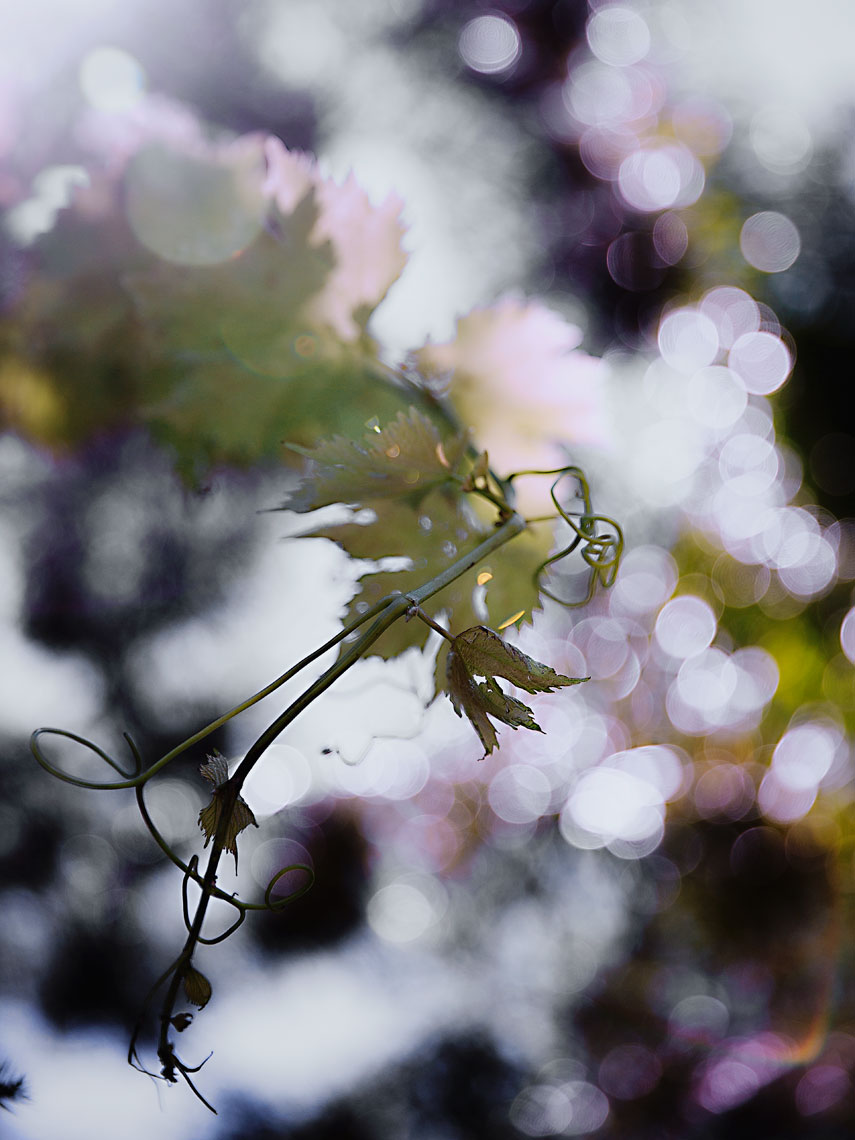 A TOAST 02 #grape #vines #sun #flare #hot #summer #sky #dusk #evening