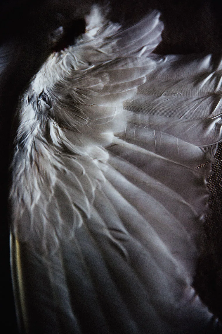 OCCASIONAL-ANGEL-13