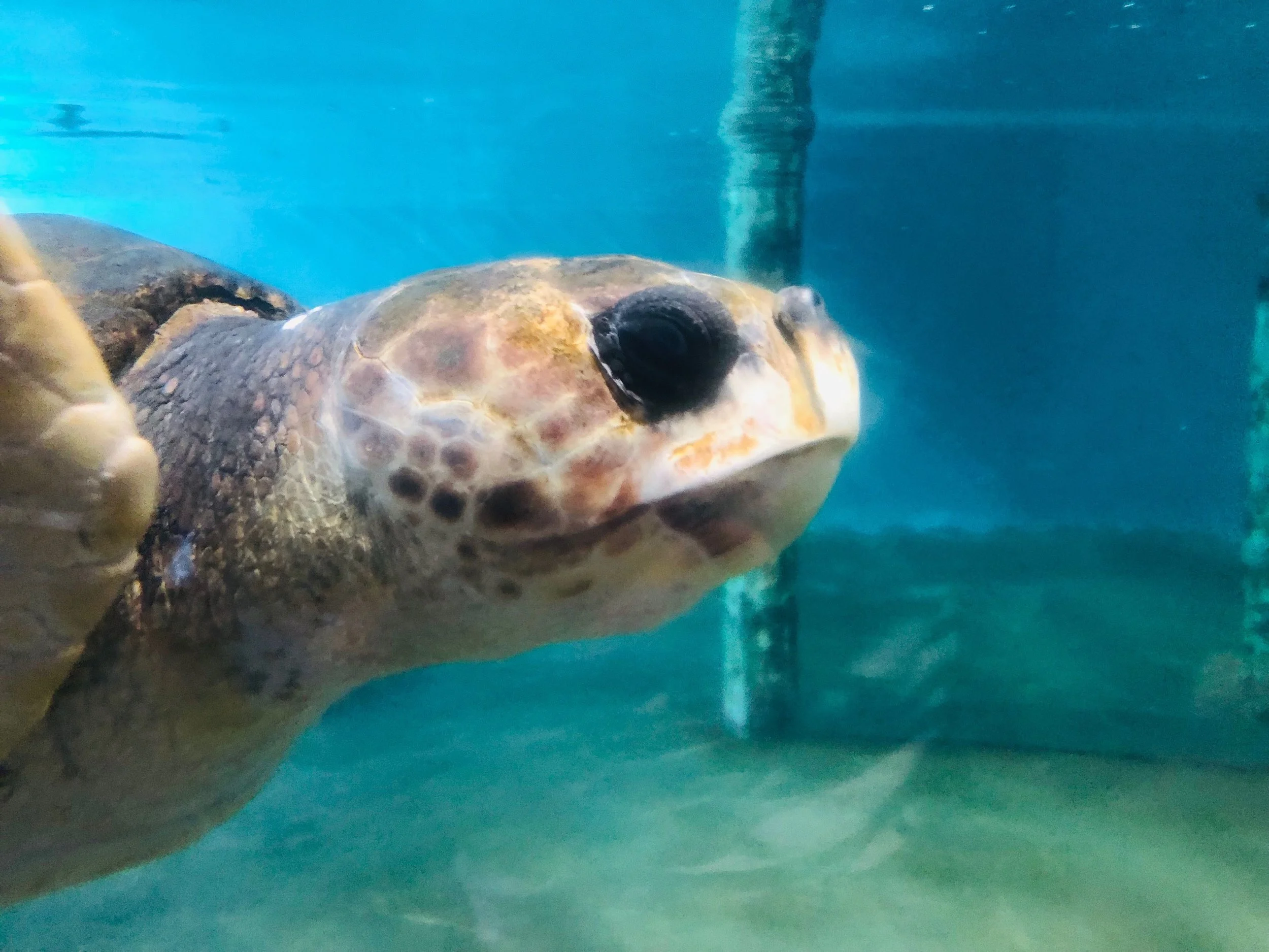 Will the CFA's ESG Qualification Transform ESG?