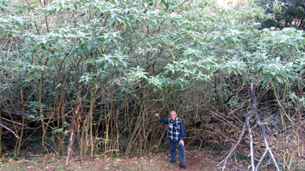 Barry and his Tree Tobacco forest
