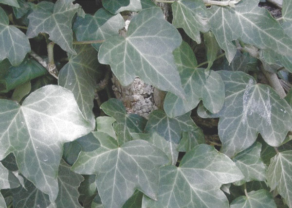 English Ivy