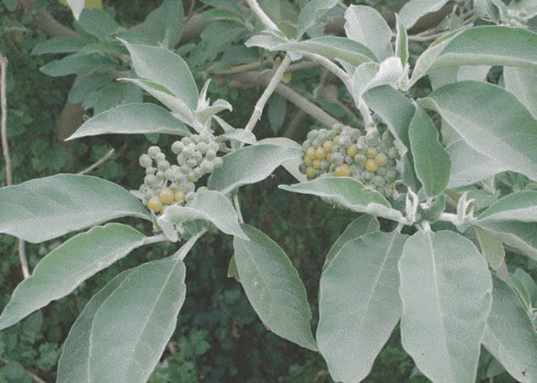 Tree Tobacco