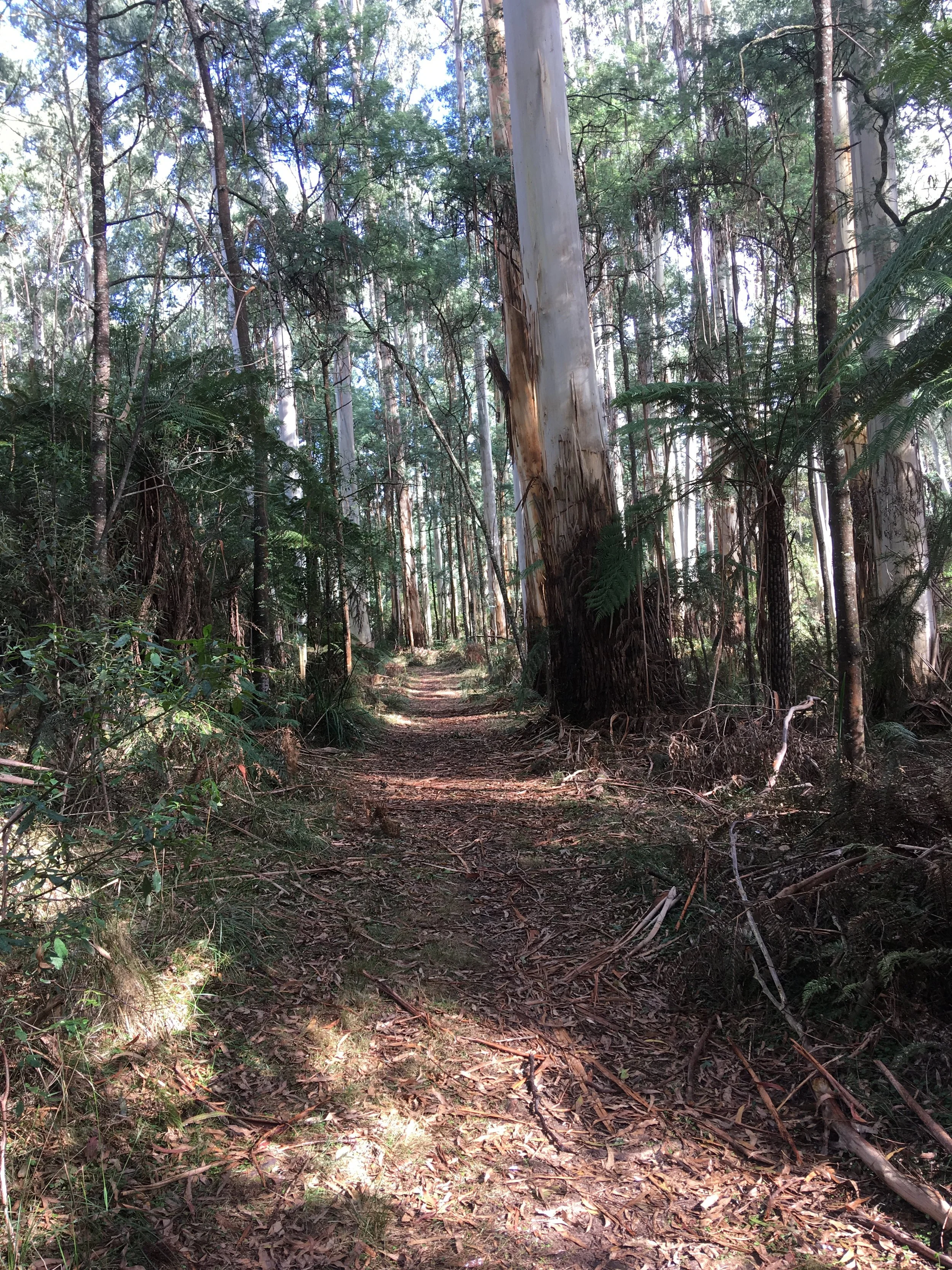 2018-04-29 Butterfield Walk IMG_3174.JPG