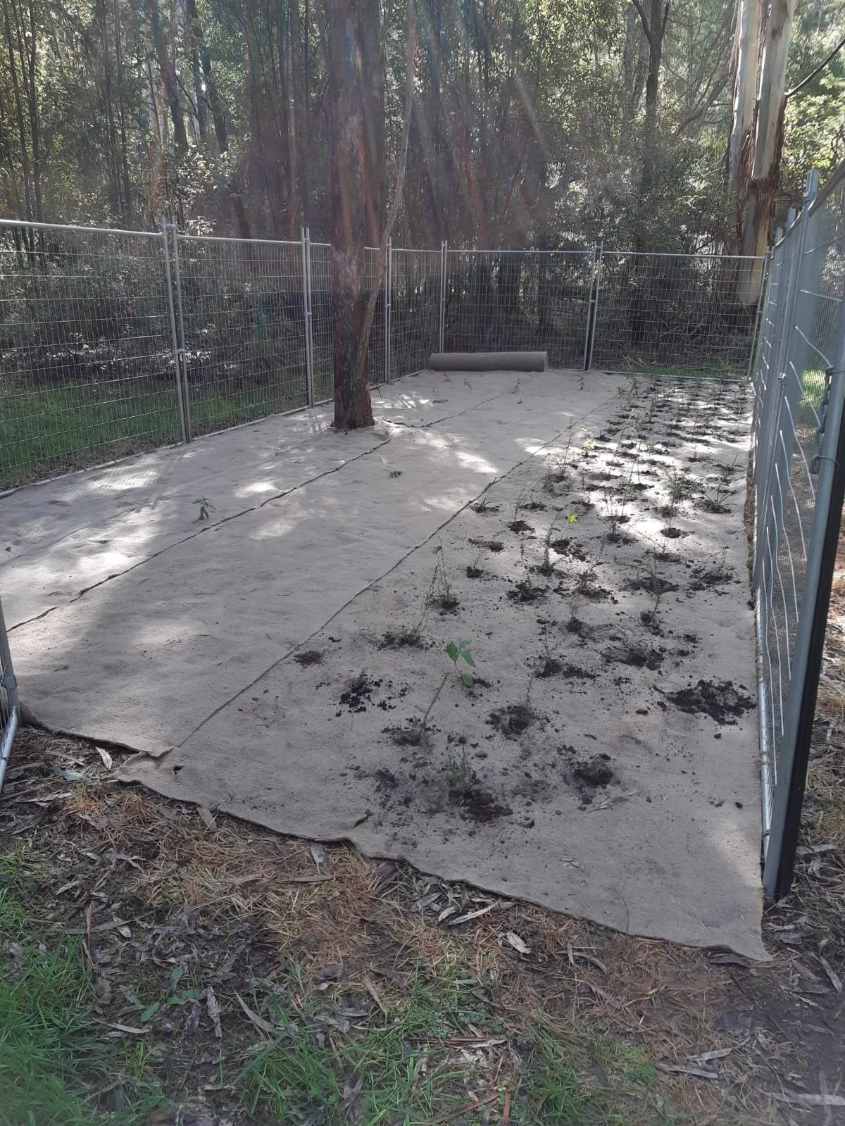 2020-08-26 Butterfield.JPG