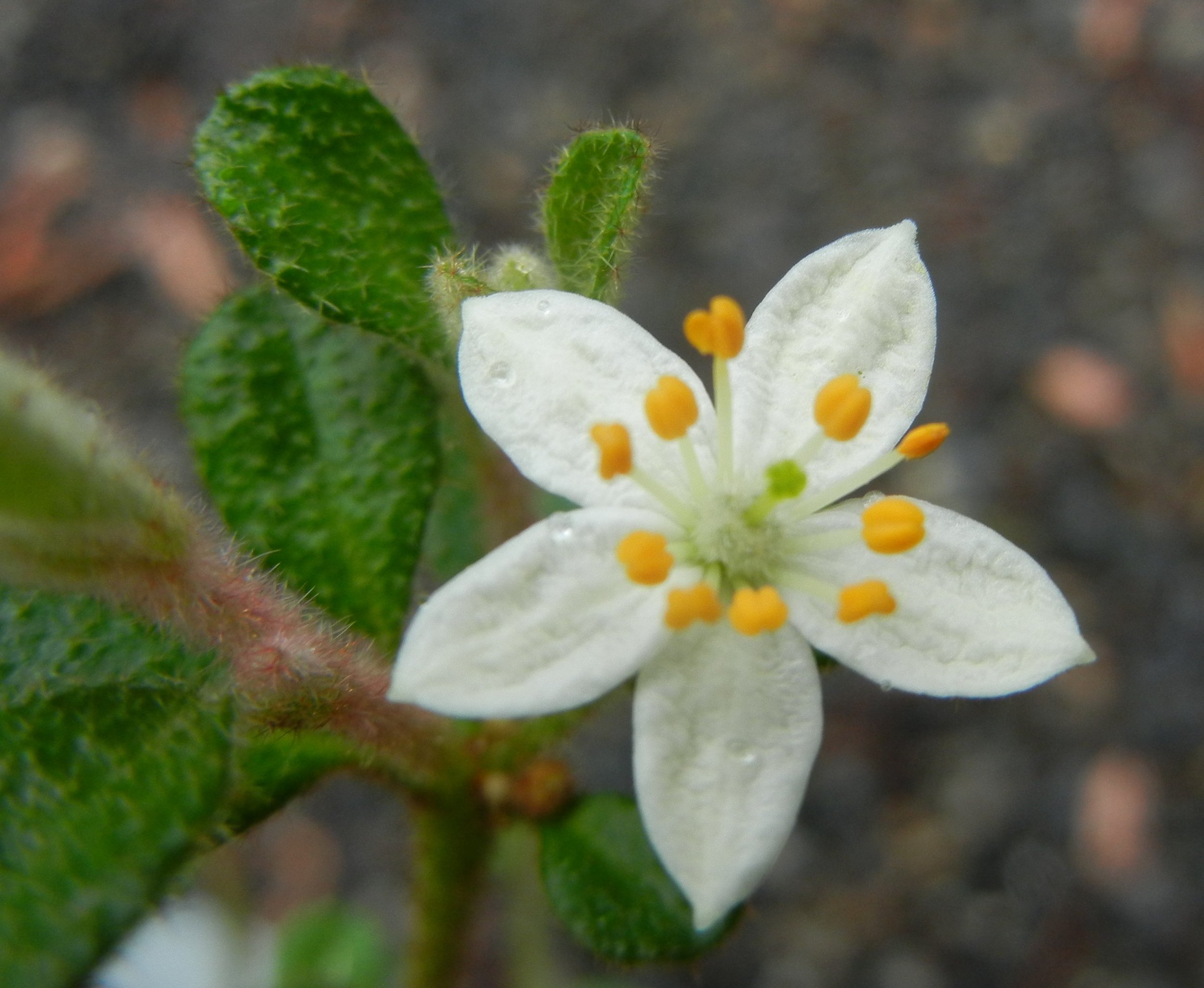 Pic 3 Emerald Star Bush.JPG