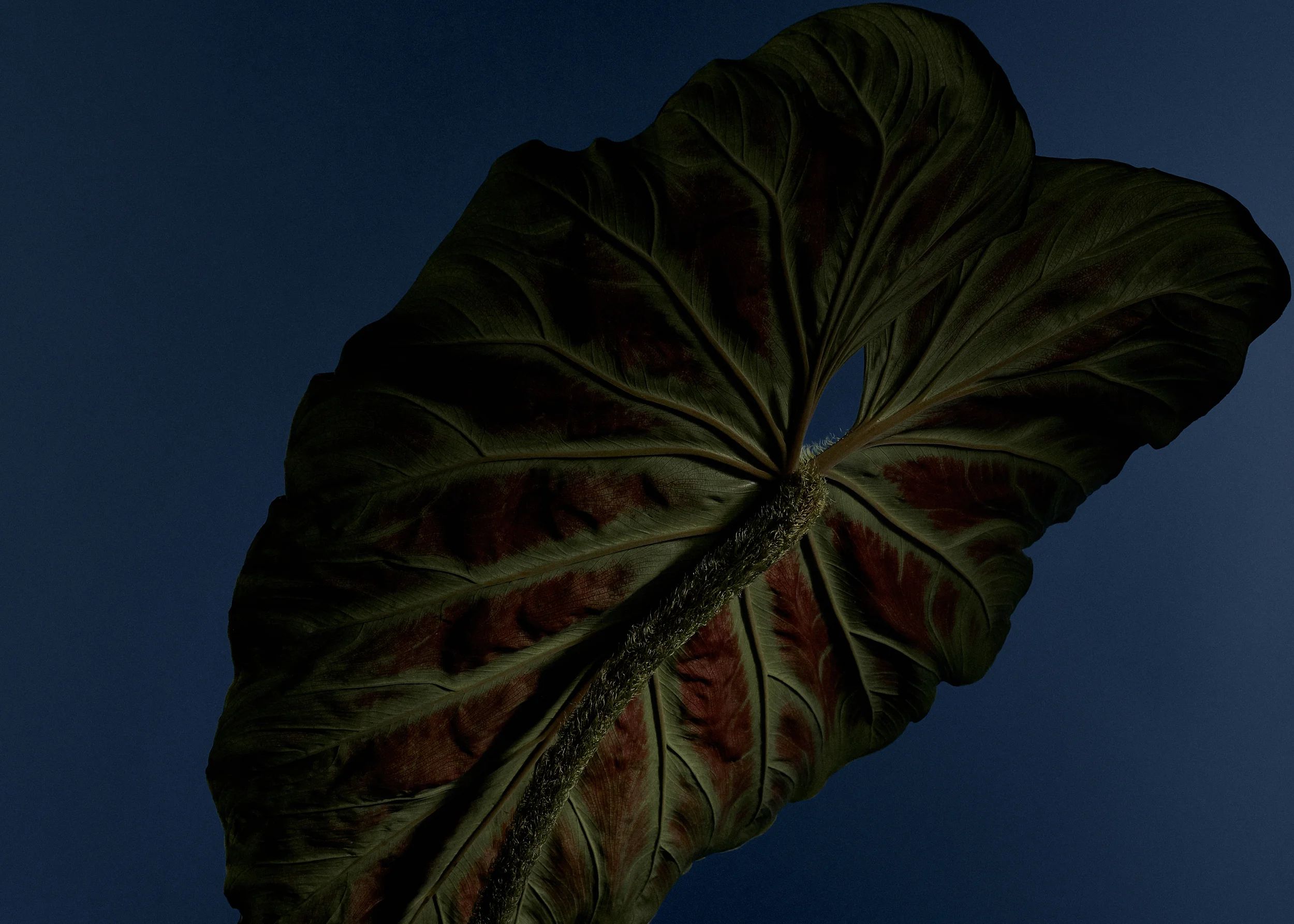 BlissLau_RicardoRivera_08.jpg
