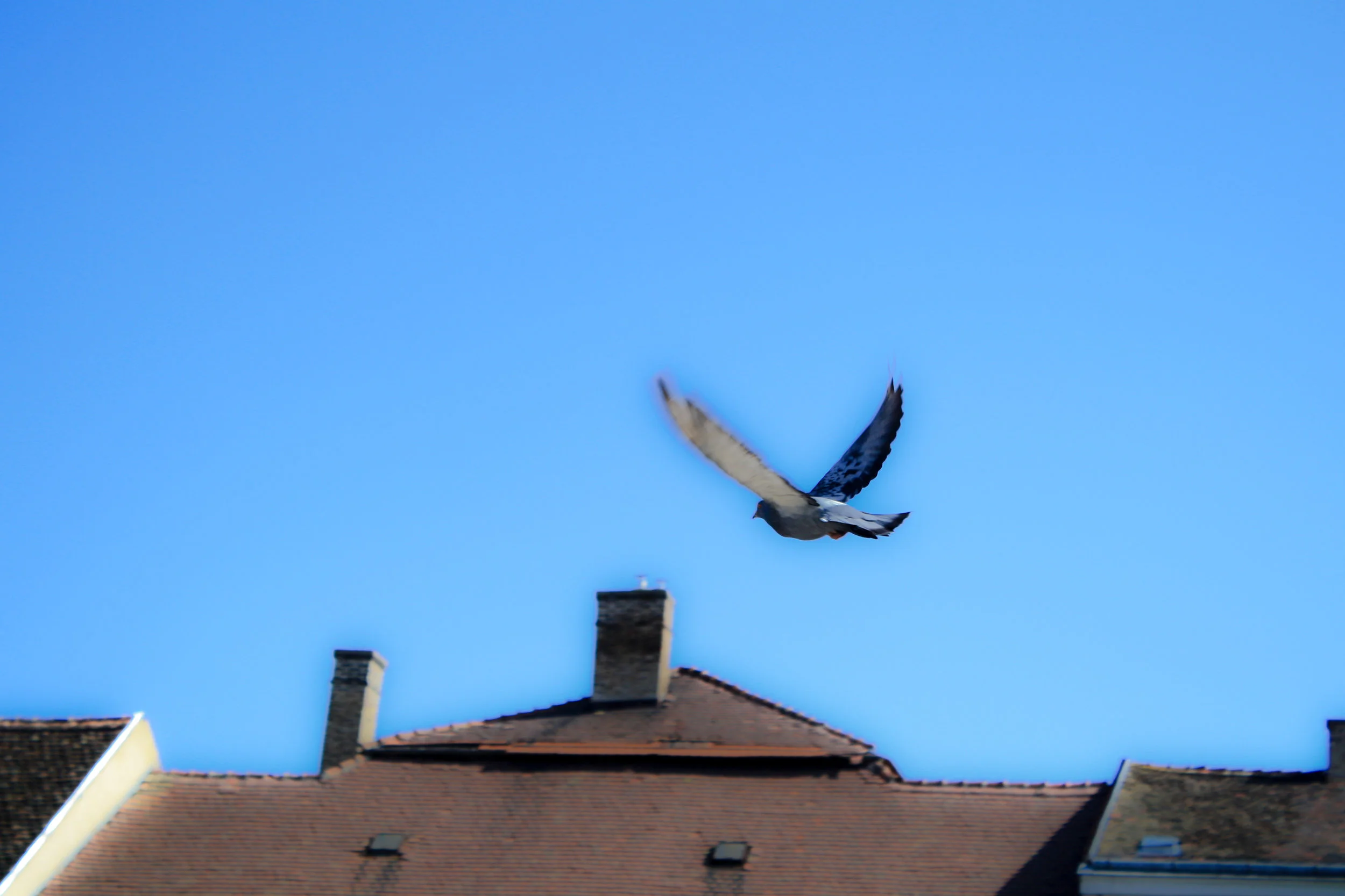 IMG_2448.jpg