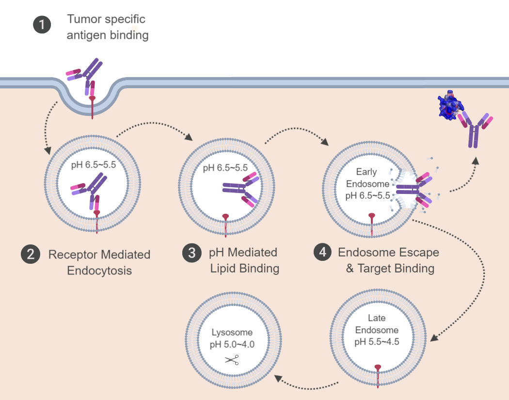 Mechanism of early endosome escape.