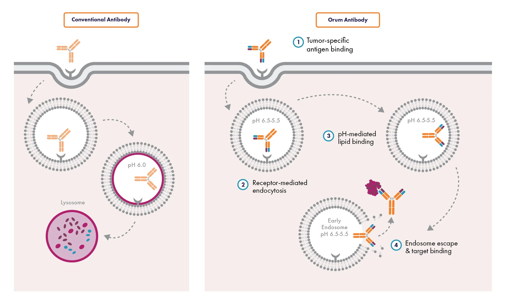 Orum Science Graphics V9-01.jpg