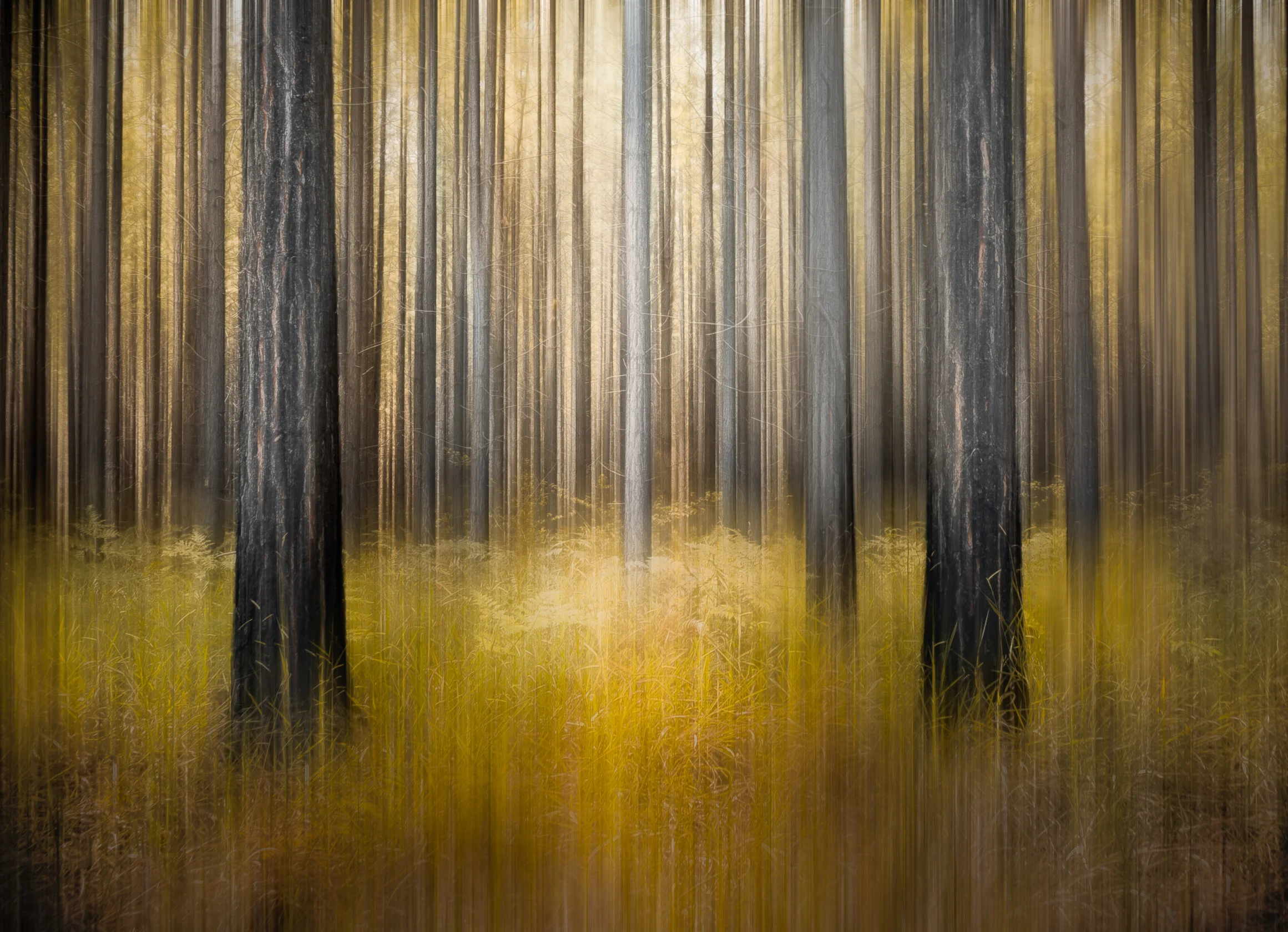Pine Forest
