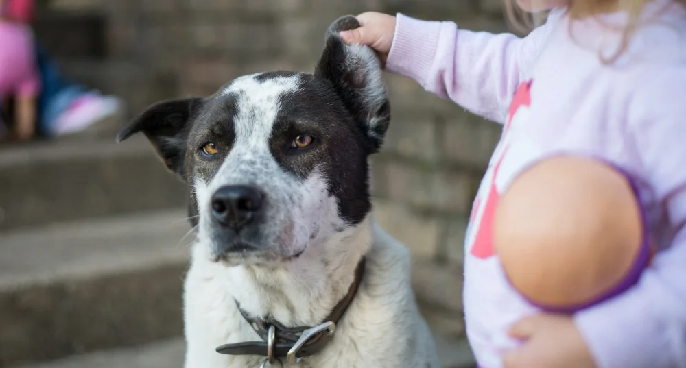 de Un Gos Negre Un Gos